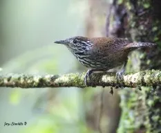 Cantorchilus thoracicus