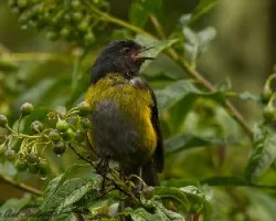 Phainoptila melanoxantha 