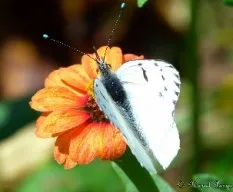 Mariposas