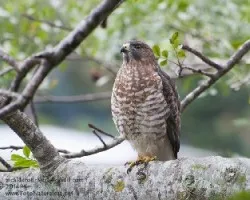 Buteo platypterus