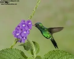 Chlorostilbon canivetii