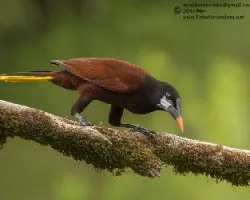 Psarocolius montezuma