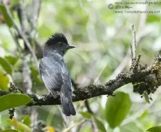 Pachyramphus aglaiae