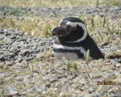 Spheniscus magellanicus