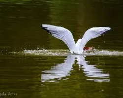 Chroicocephalus ridibundus