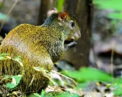 Orthogeomys heterodus