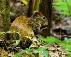 Orthogeomys heterodus