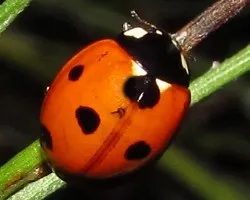 Metamorfósis de la mariquita