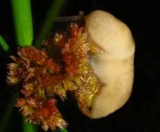 Cositas asombrosas  que se encuentran 