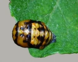 Metamorfósis de la mariquita