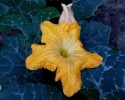 Cucurbita maxima