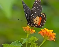 Chlosyne janais janais