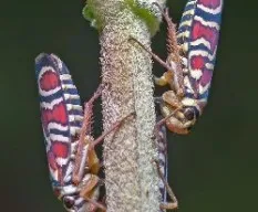 Una par de homoperos