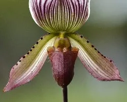 Paphiopedilum spp