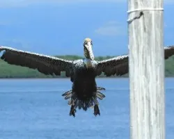 Pelecanus occidentalis