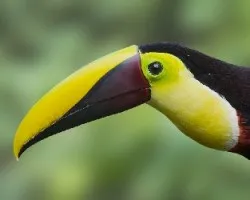 Ramphastos ambiguus