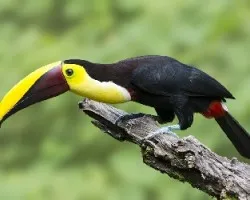 Ramphastos ambiguus