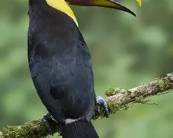 Ramphastos ambiguus