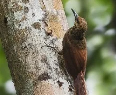 Dendrocolaptes sanctithomae