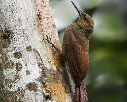 Dendrocolaptes sanctithomae