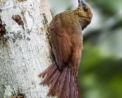 Dendrocolaptes sanctithomae