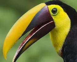 Ramphastos ambiguus