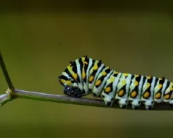 Papilio polyxenes