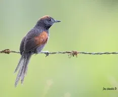 Synallaxis brachyura