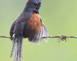 Slaty spinetail