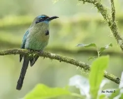 Keel-billed motmot