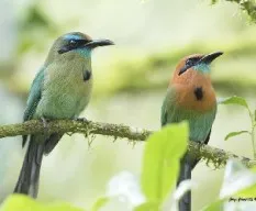 Keel-billed motmot y broad-billed motmot