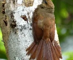 Dendrocolaptes sanctithomae