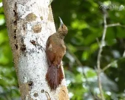 Dendrocolaptes sanctithomae