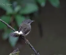 Myiothlypis fulvicauda