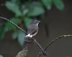 Myiothlypis fulvicauda