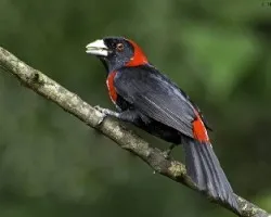 Ramphocelus sanguinolentus