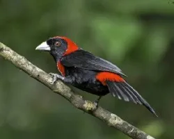 Ramphocelus sanguinolentus