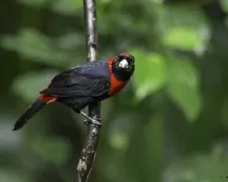 Ramphocelus sanguinolentus