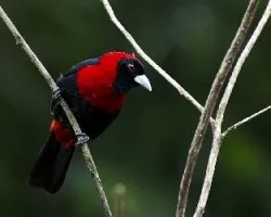 Ramphocelus sanguinolentus