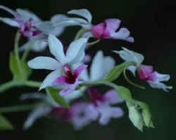 Calanthe vestita