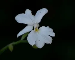 Calanthe vestita var. alba