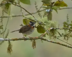 Zonotrichia capensis