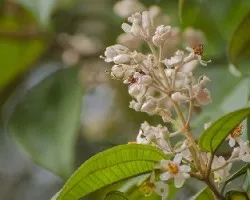 Miconia dodecandra