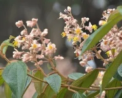Miconia dodecandra