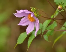 Dahlia imperialis