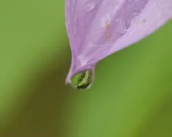 Gota de agua en Dahlia imperialis
