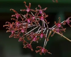 Schomburgkia undulata