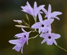 Laelia rubescens