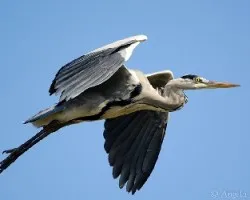 Ardea cinerea