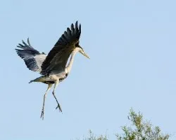 Ardea cinerea